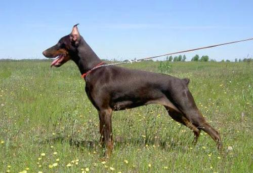 Delkon's Grafinja Gracia | Brown Doberman Pinscher