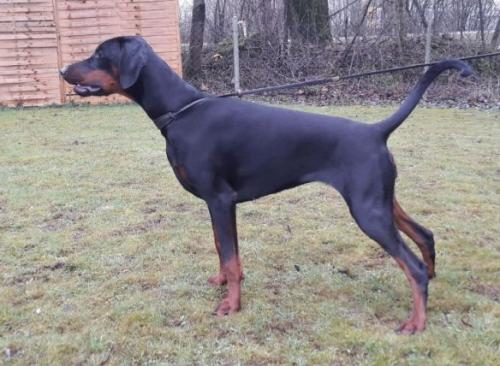 Yacheero's Adaria Avanti | Black Doberman Pinscher