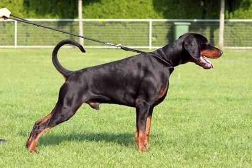 Yacheero's Alpando Azimaro | Black Doberman Pinscher