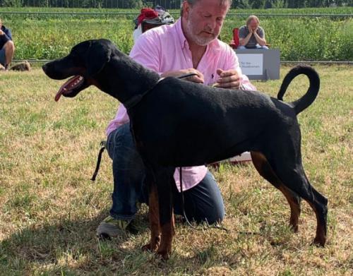 Santana Elite House | Black Doberman Pinscher