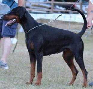 Dinadob Mina | Black Doberman Pinscher