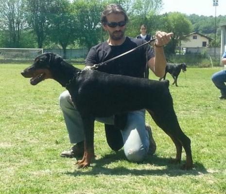 Carybdis Ira Luna | Black Doberman Pinscher