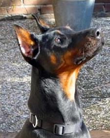 Bijou des Fripons d'Ebene | Black Doberman Pinscher