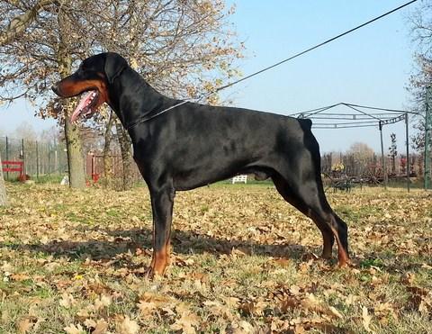 Carybdis Balthazar | Black Doberman Pinscher