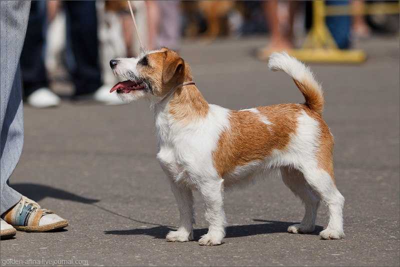 AMANDA KRYU | Jack Russell Terrier 