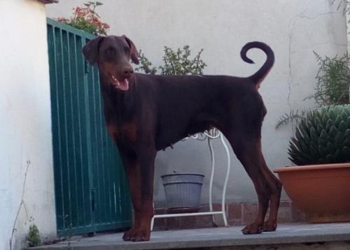 Anastasia del Rio Bianco | Brown Doberman Pinscher