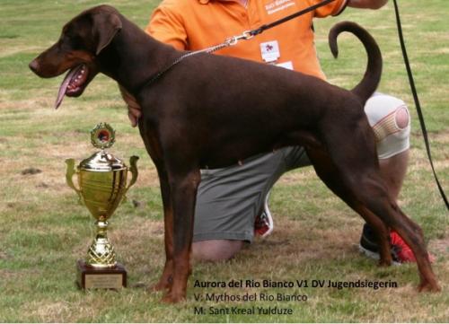 Aurora del Rio Bianco | Brown Doberman Pinscher