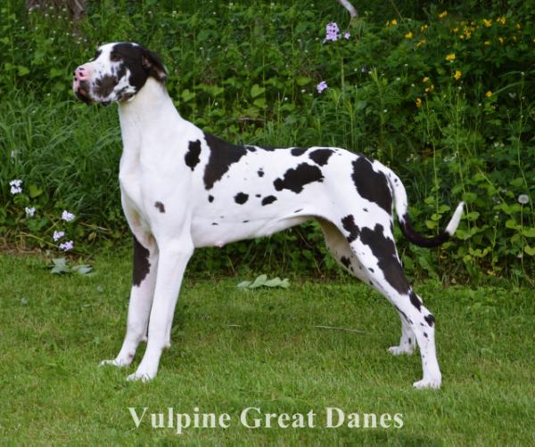 LD's Repeat Violation VLP | Great Dane 