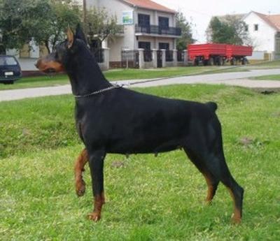 Wektra Life Energy's By Gile | Black Doberman Pinscher