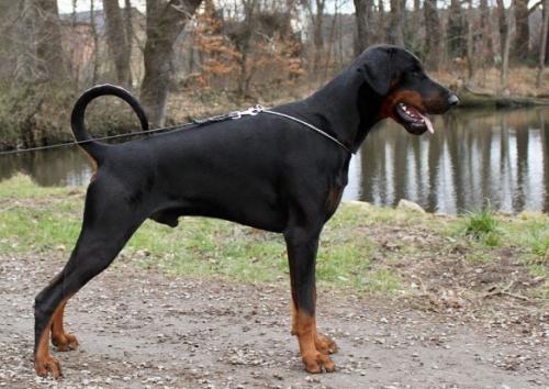 Iz Valkirii Nerius | Black Doberman Pinscher