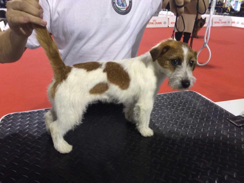 Betty Chicca | Jack Russell Terrier 