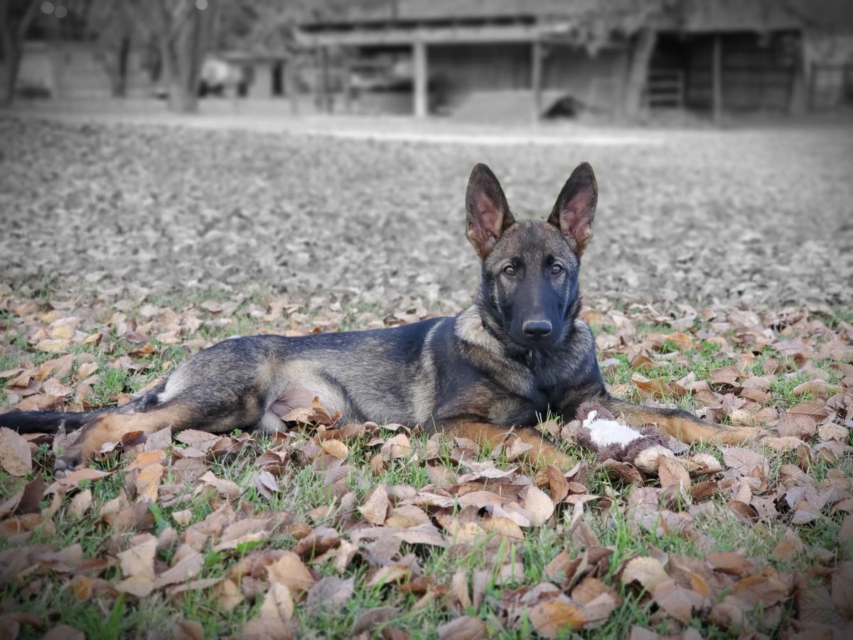 (Jordan's) Colt Z Bravos Rugueux | German Shepherd Dog 