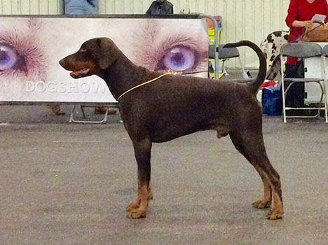 Qubo du Sang Sacre | Brown Doberman Pinscher