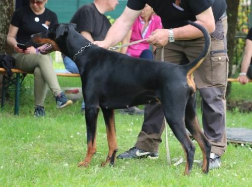 Veronika del Rio Bianco | Black Doberman Pinscher