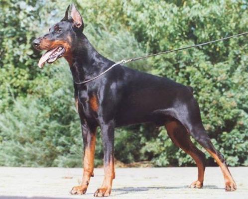 Jouri v. Franckenhorst | Black Doberman Pinscher