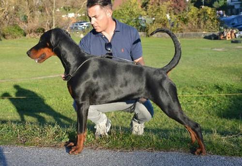 Oak Heart di Baia Nera | Black Doberman Pinscher