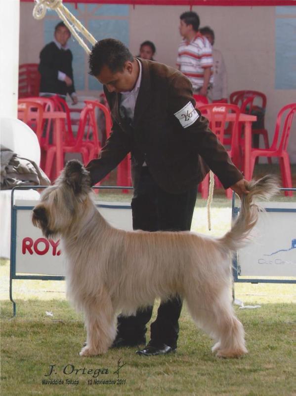 Miena (Avendaño) | Briard 