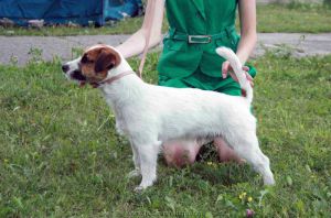 Expert Bg Rags Puma | Jack Russell Terrier 