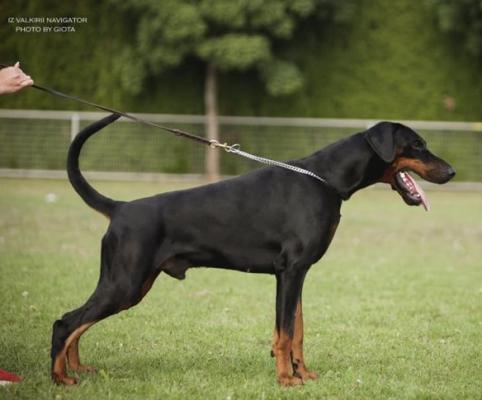 Iz Valkirii Navigator | Black Doberman Pinscher