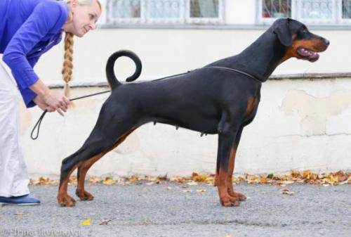 Ninel Nero Intriga | Black Doberman Pinscher
