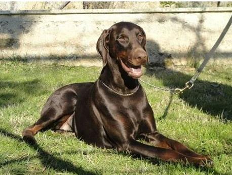 Thora del Montaldo | Brown Doberman Pinscher