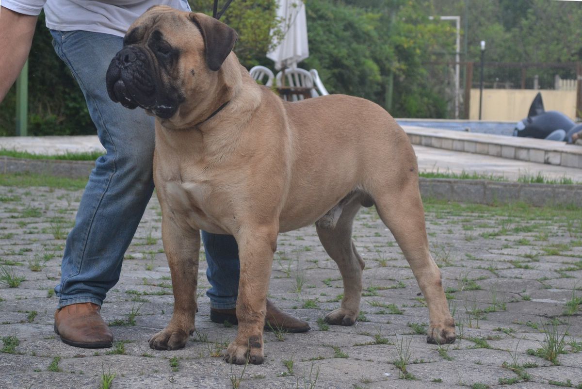 Beller's Molotov | Bullmastiff 