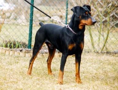 IRCO du Jas de Valescur | German Pinscher 