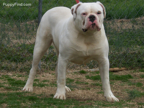 bromley's mac | American Bulldog 