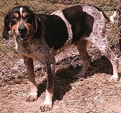 Adkins Bluedog Blue Henry V | Bluetick Coonhound 