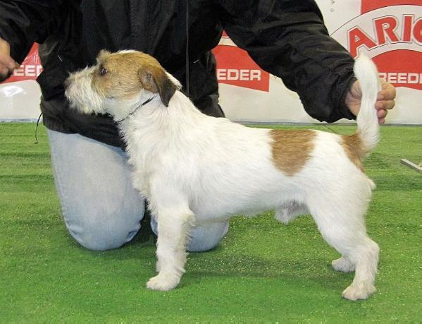 Farenheit of Mayo Land | Jack Russell Terrier 