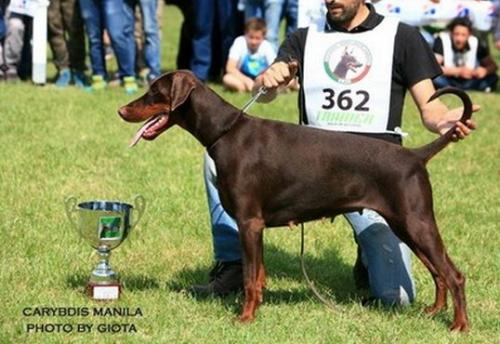 Carybdis Manila | Brown Doberman Pinscher