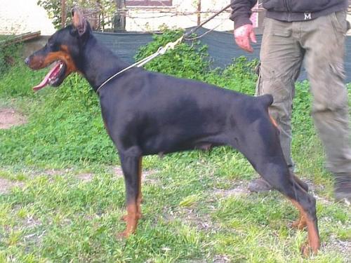 Malyca Maya (LO13112604) | Black Doberman Pinscher
