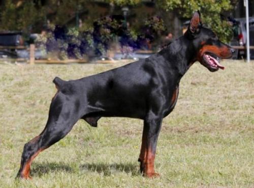 Ax Axis del Montaldo | Black Doberman Pinscher