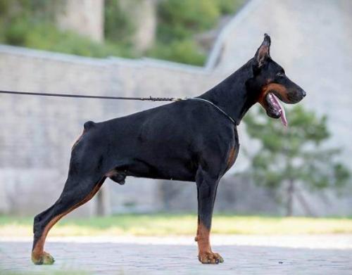 Ale Axsel del Montaldo | Black Doberman Pinscher