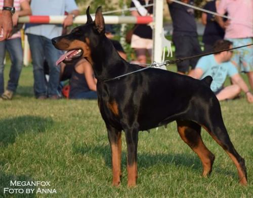 Meganfox (LO13112598) | Black Doberman Pinscher