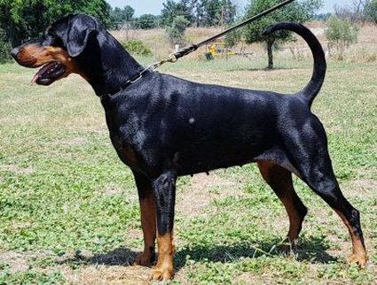 Isotta di Audendum Est | Black Doberman Pinscher