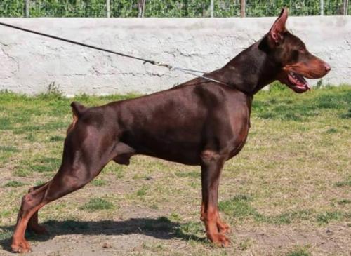 Demondiaztorrenera (LO10147305) | Brown Doberman Pinscher