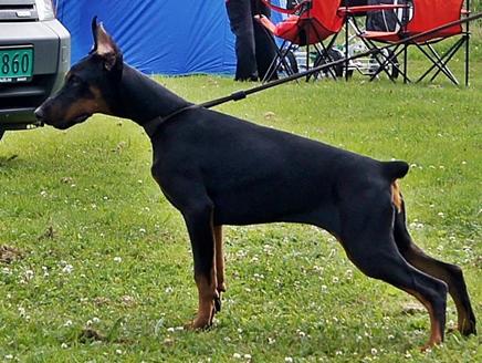 Remijaguare Fortuna | Black Doberman Pinscher