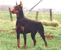 Utah des Fripons d'Ebene | Brown Doberman Pinscher