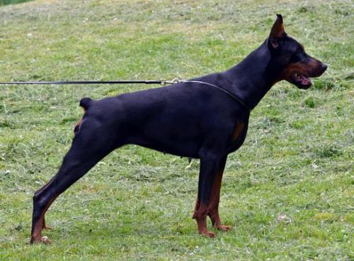 Upsorn Betelges | Black Doberman Pinscher