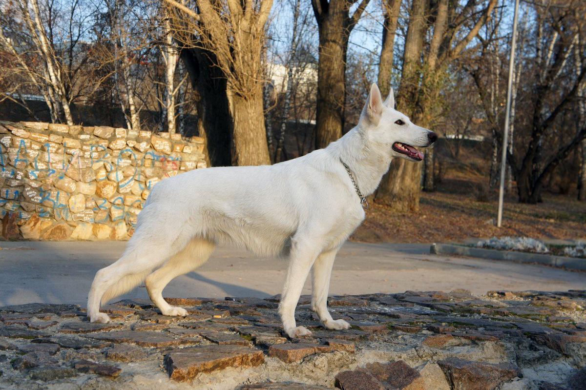 Alma | White Swiss Shepherd Dog 