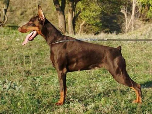 Iz Valkirii Bogema Born | Black Doberman Pinscher