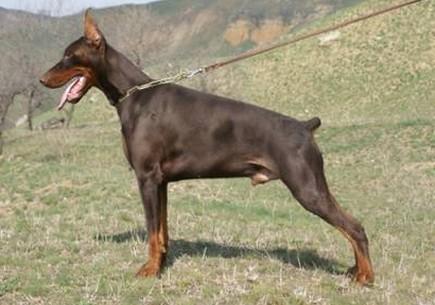 Iz Valkirii Baron Bekingem | Brown Doberman Pinscher