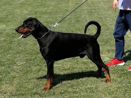 Sem di Tamalu | Black Doberman Pinscher