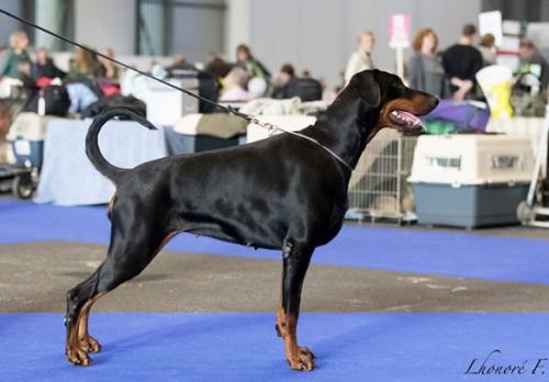 Daskareraaishaladyluna (LO137114) | Black Doberman Pinscher