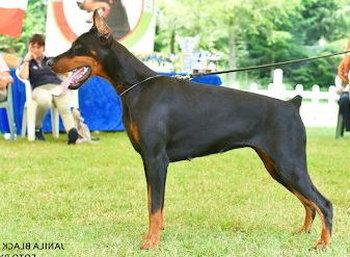 Janila Black di Casa Fox | Black Doberman Pinscher