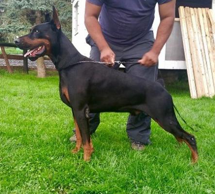 Cody del Nasi | Black Doberman Pinscher