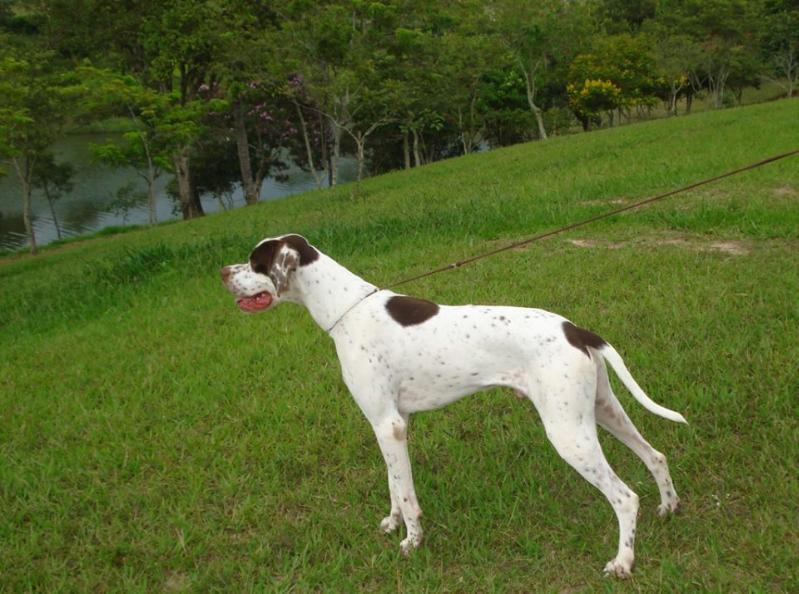 FREDDY TUPAD DAS COLINAS DE HOLAMBRA | Pointer 