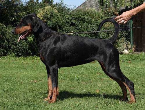 Tira Vento Campari | Black Doberman Pinscher