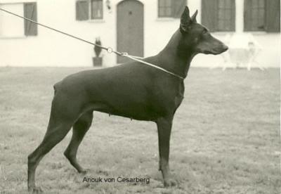 Anouk v. Cesarberg | Black Doberman Pinscher